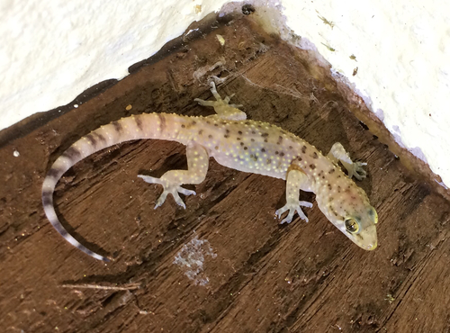 Mediterranean House Gecko, photo 6 of 7
