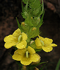 Alectra sessiliflora