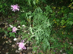 Centaurea scabiosa