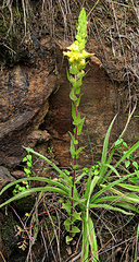 Alectra sessiliflora