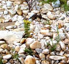 Alectra sessiliflora