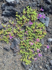 Penstemon davidsonii davidsonii