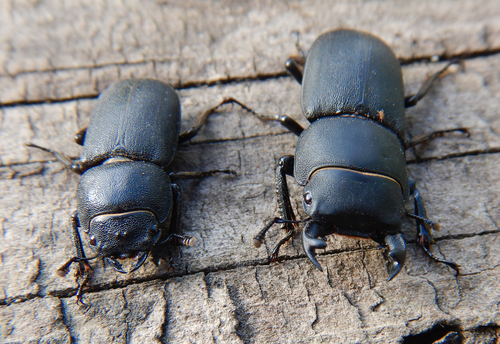 Lesser Stag Beetle photo 4