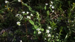 Euphorbia pubentissima