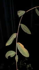 Euphorbia pubentissima