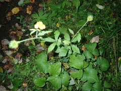 Geum aleppicum