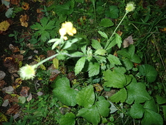 Geum aleppicum