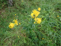 Hieracium umbellatum