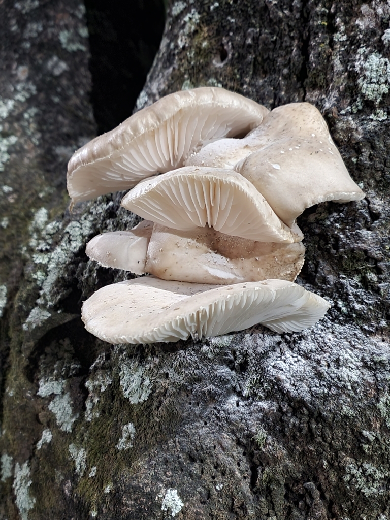 Oudemansiella cubensis · April 2025 · photo: © erigabrilosi (iNaturalist, cc-by-nc)