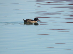 Heteronetta atricapilla