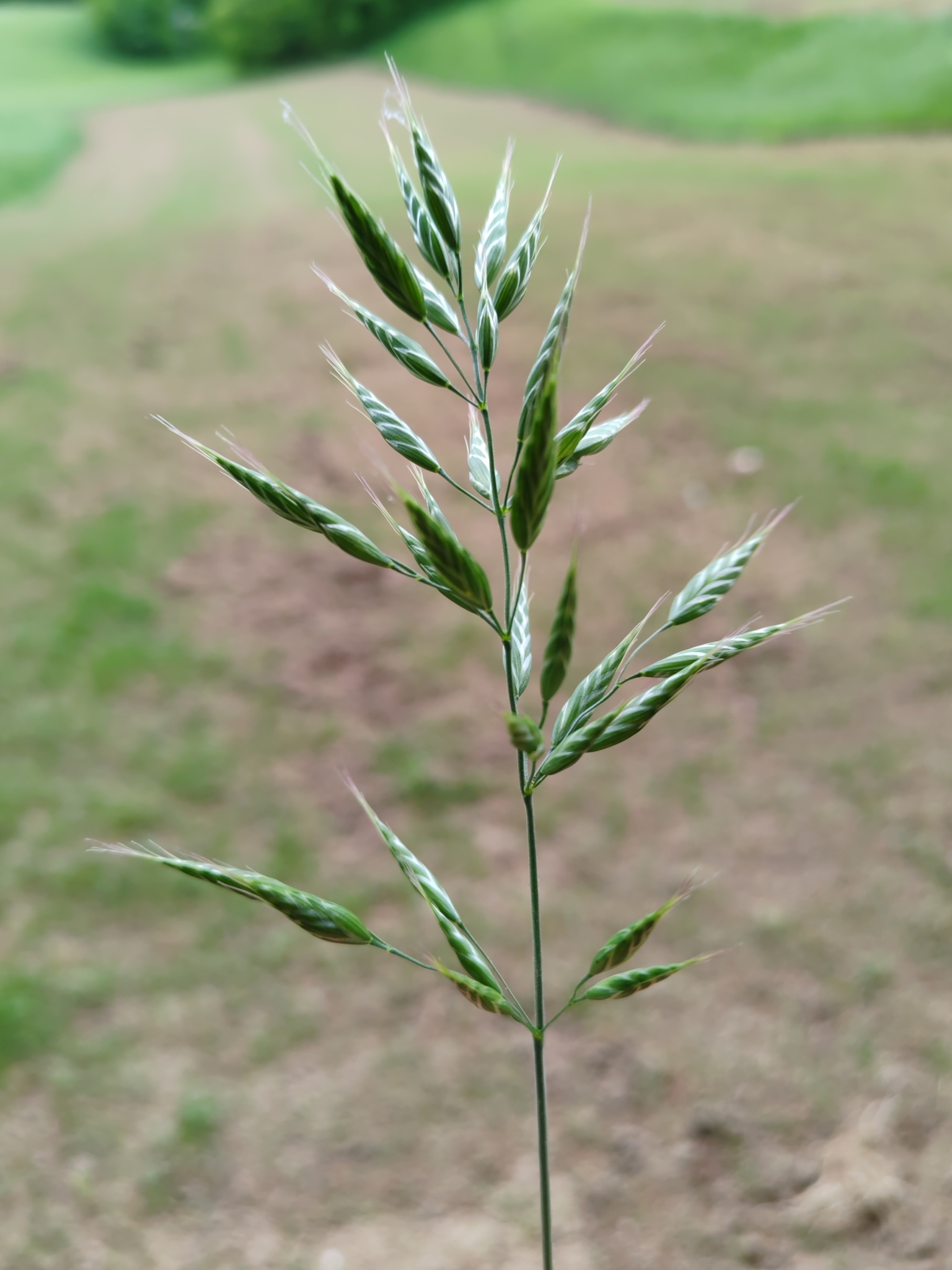 Bromus racemosus