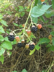 Candicantes