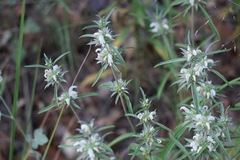 Monarda citriodora austromontana