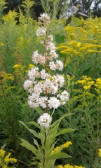 Spiraea alba alba
