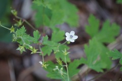 Geranium wislizeni