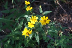 Heliopsis parvifolia