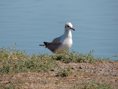 Chroicocephalus maculipennis