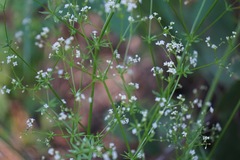 Galium mexicanum