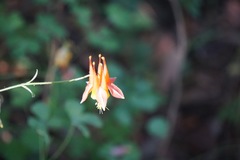 Aquilegia desertorum