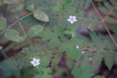 Geranium wislizeni