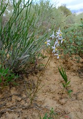 Cyanella pentheri
