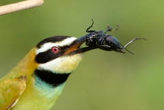 White-Throated Bee-Eater photo 2