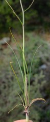 Cyanella pentheri