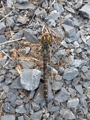 Aeshna umbrosa umbrosa