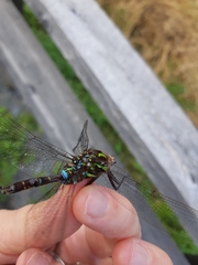 Aeshna umbrosa umbrosa