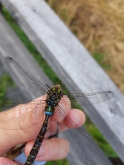 Aeshna umbrosa umbrosa