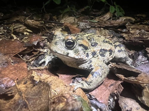 iNaturalist observation photo of Western Toad