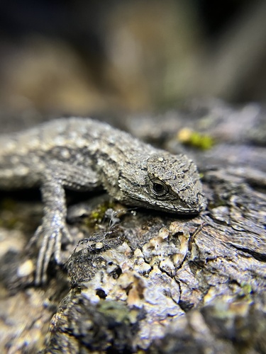iNaturalist observation photo of Western Fence Lizard