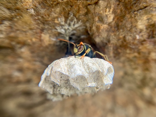 iNaturalist observation photo of Golden Paper Wasp