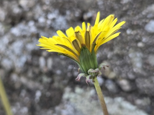 Cut-leaved dandelion (Taraxacum lacistophyllum)