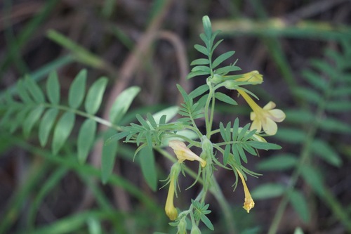 Polemonium pauciflorum ssp. pauciflorum