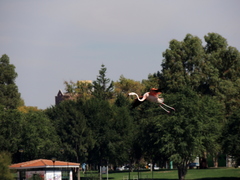Phoenicopterus chilensis