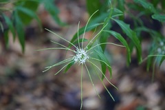 Thelypodium wrightii