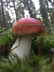 Russula lepida