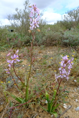 Cyanella orchidiformis