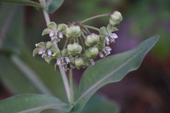Asclepias elata
