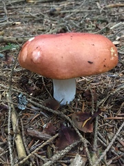 Russula lepida