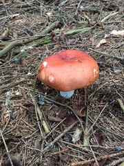 Russula lepida