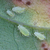 Polygonum Aphid - Photo (c) C. Mallory, some rights reserved (CC BY-NC), uploaded by C. Mallory