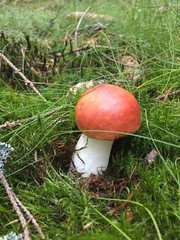 Russula lepida