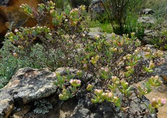 Oscularia cedarbergensis