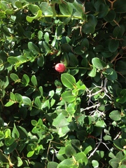 Carissa macrocarpa