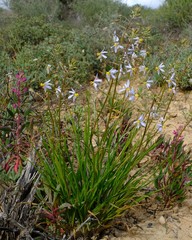 Cyanella pentheri