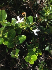 Carissa macrocarpa