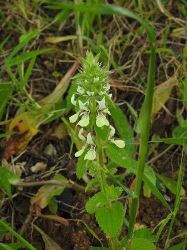 Image of Stachys ocymastrum by (c) Duarte Frade, some rights reserved (CC BY)