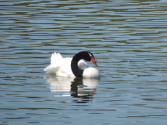 Cygnus melancoryphus